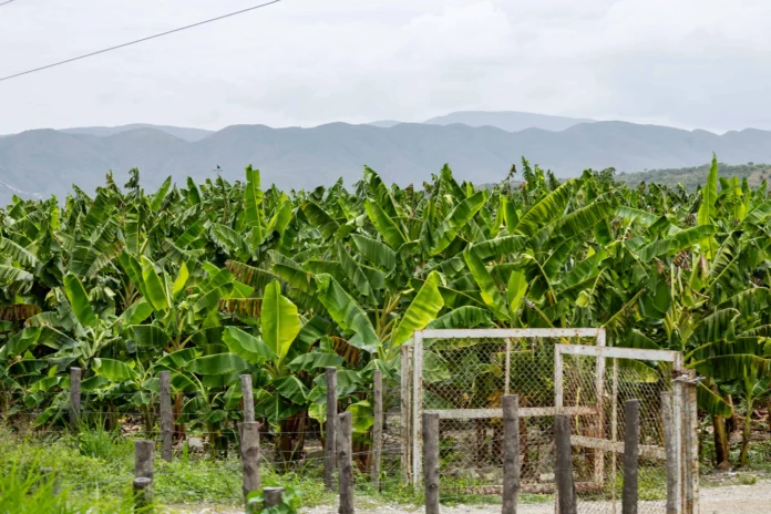 Producción agropecuaria récord en República Dominicana.