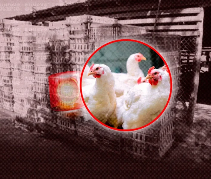 Escasez de pollo y aumento de precios en Moca.