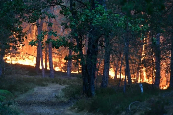 Incendio en Fontainebleau consume bosque histórico.
