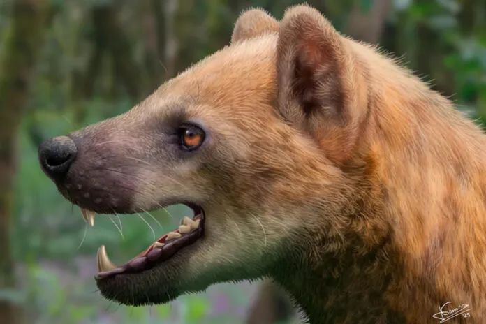 Nueva especie de perro oso en Cataluña
