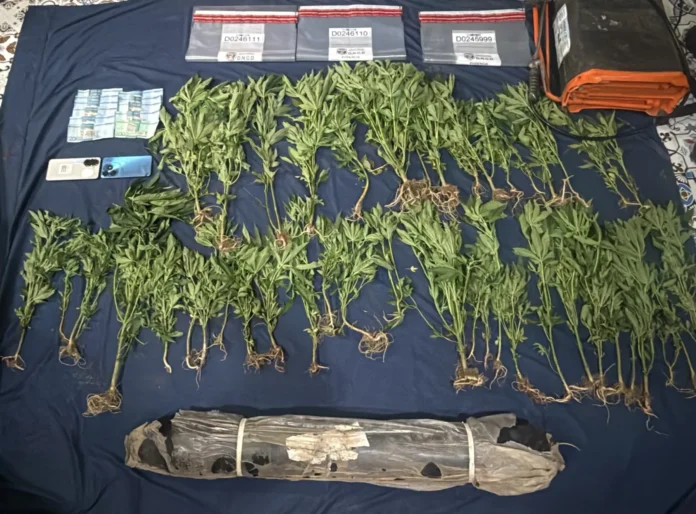 DNCD ocupa marihuana y detiene haitianos en Ocoa