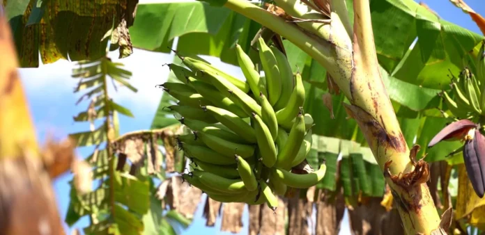 Crisis agrícola en Puerto Escondido por sequía