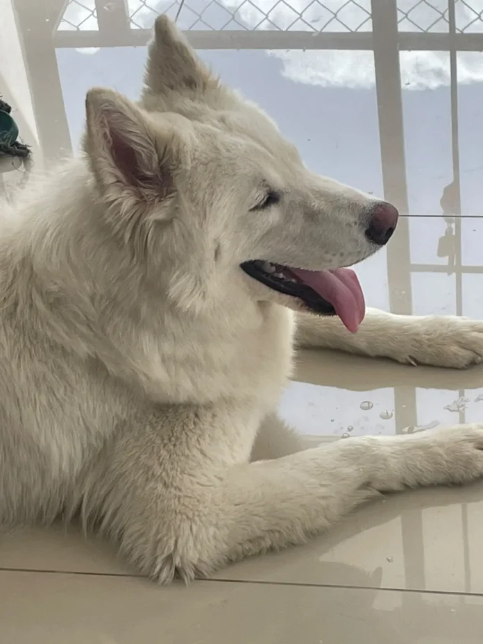 Husky siberiano encontrado en parque Olimpo.