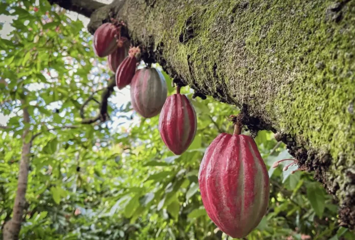 Hermanas Mirabal: valor económico en agricultura.