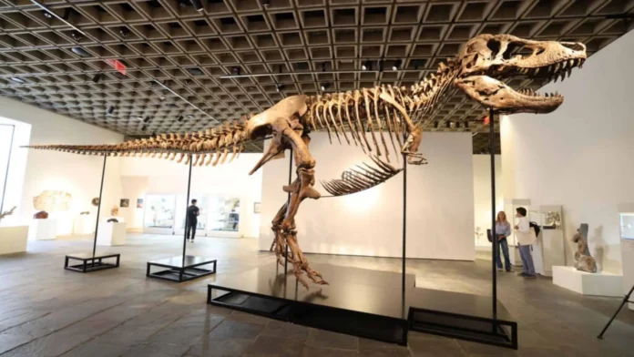 Esqueleto de T. rex 