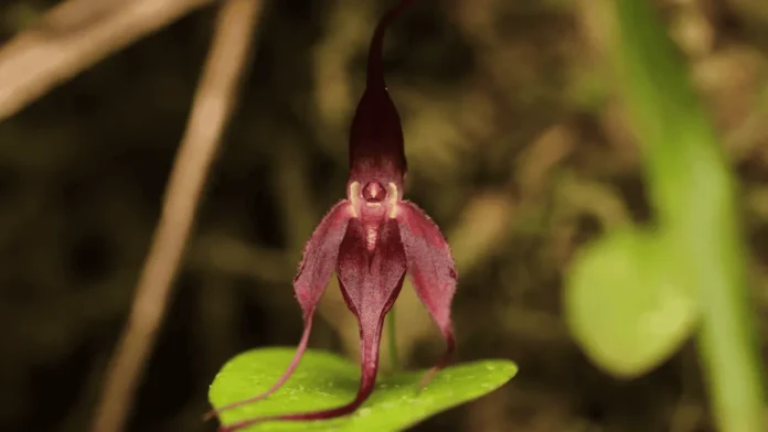 Nueva orquídea Pleurothallis en Ecuador.