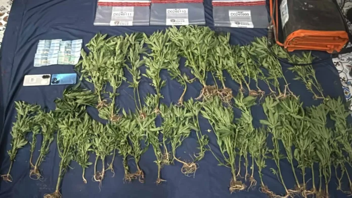 Plantación de marihuana en San José de Ocoa