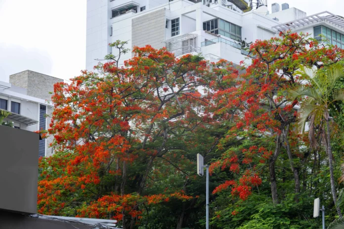 Framboyán: árbol emblemático del Caribe.