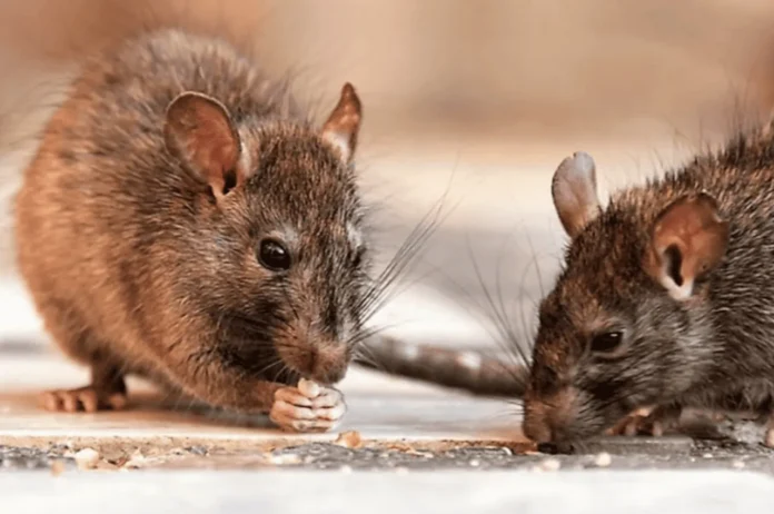 Casos de leptospirosis en República Dominicana.