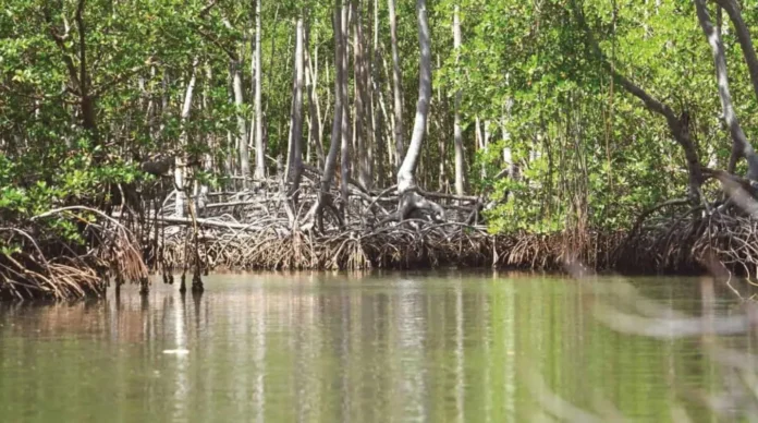 Manglares: ecosistemas vitales para la biodiversidad.
