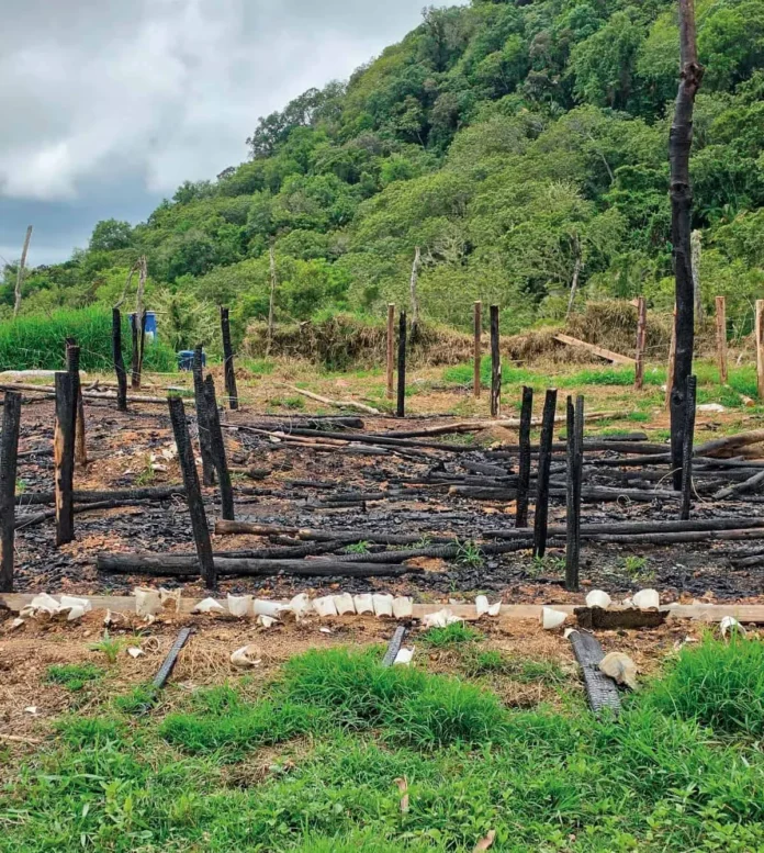 Decomiso de plantas de marihuana en Ocoa.