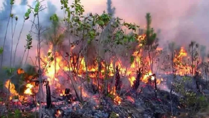 Incendio forestal en Parque Nacional de Cuba