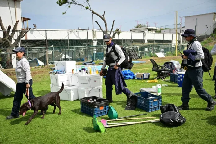 Perro rescatista busca sobrevivientes en escombros.