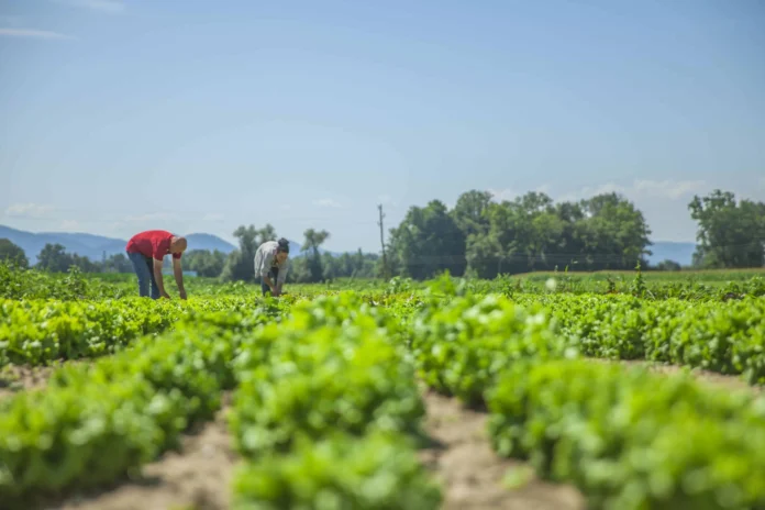 Cambio climático y producción agrícola en riesgo