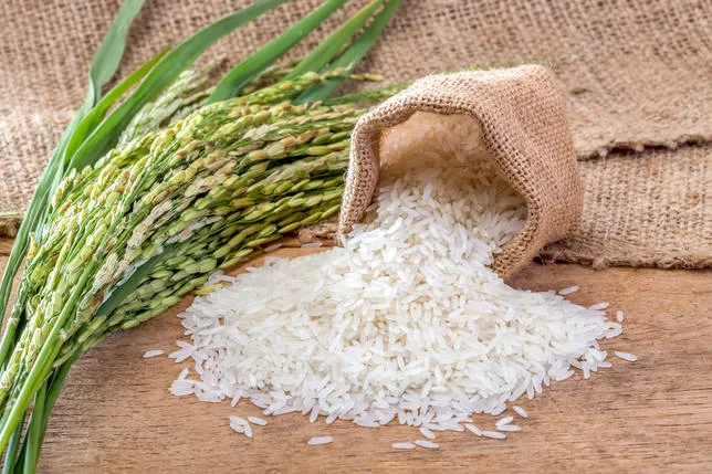Protección del arroz dominicano para seguridad alimentaria