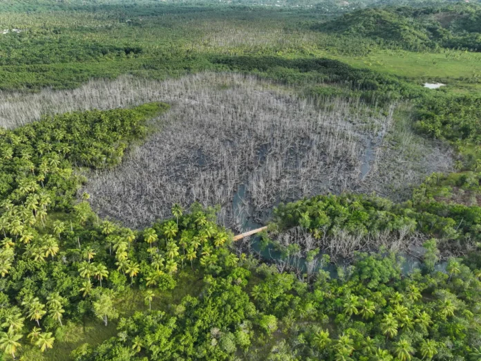 Manglar en Samaná muestra recuperación natural.