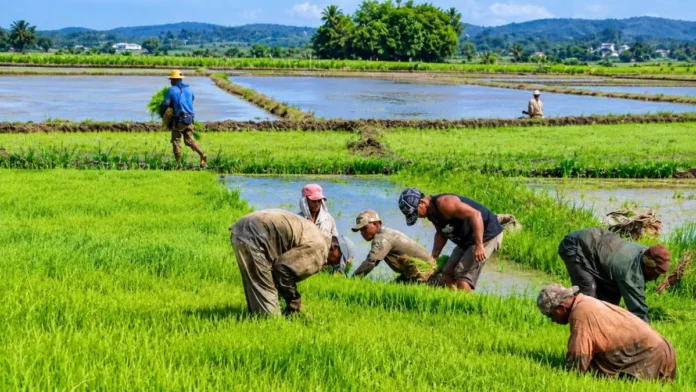 Arroz importado en República Dominicana 2023