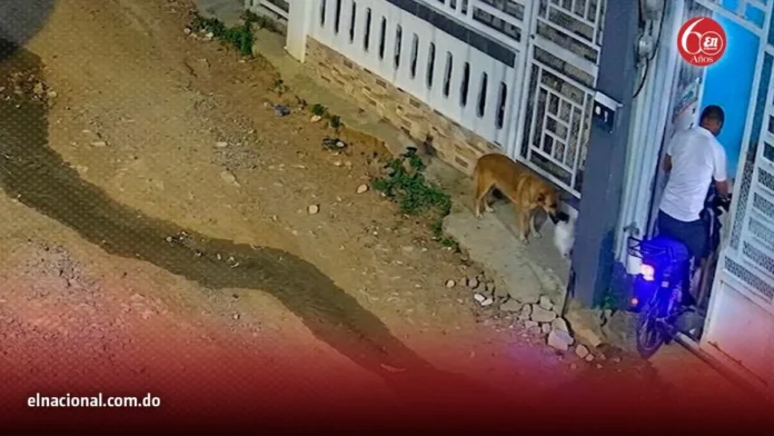 Perro roba cena y se vuelve viral.