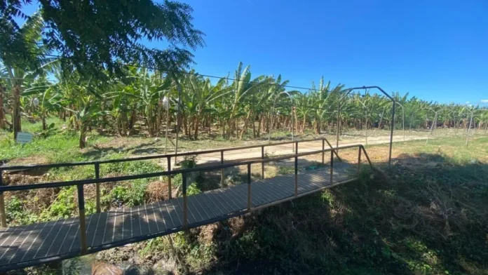 Arresto de haitianos en plantaciones agrícolas.