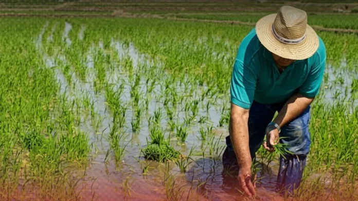 Disminución de superficie sembrada de arroz.