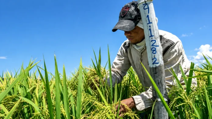 Productores de arroz marchan en Nagua.