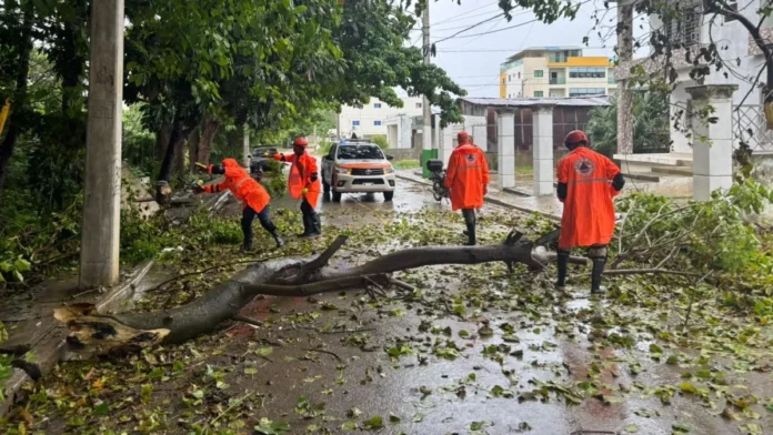 Defensa Civil poda árboles por vaguada.