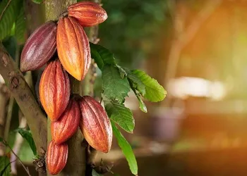 Puerto Plata, líder en producción de cacao.
