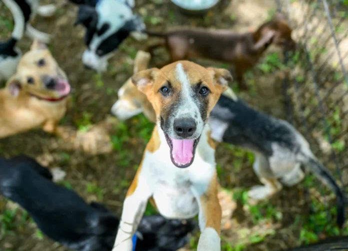 Feria de adopción de perros rescatados