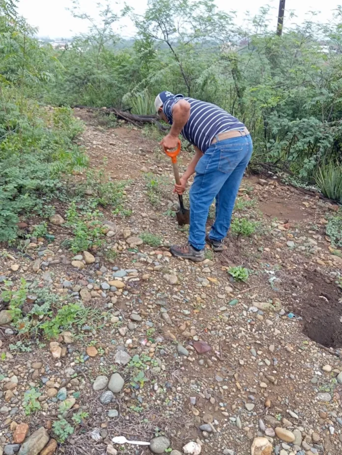 Reforestación en Mao con 174 plántulas.