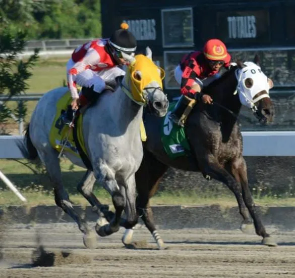 Carreras de caballos en Hipódromo V Centenario