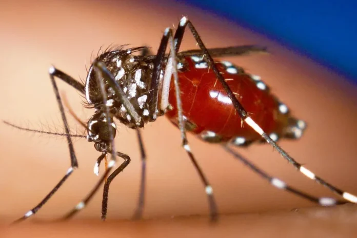 Brote de dengue en Florida 2023.
