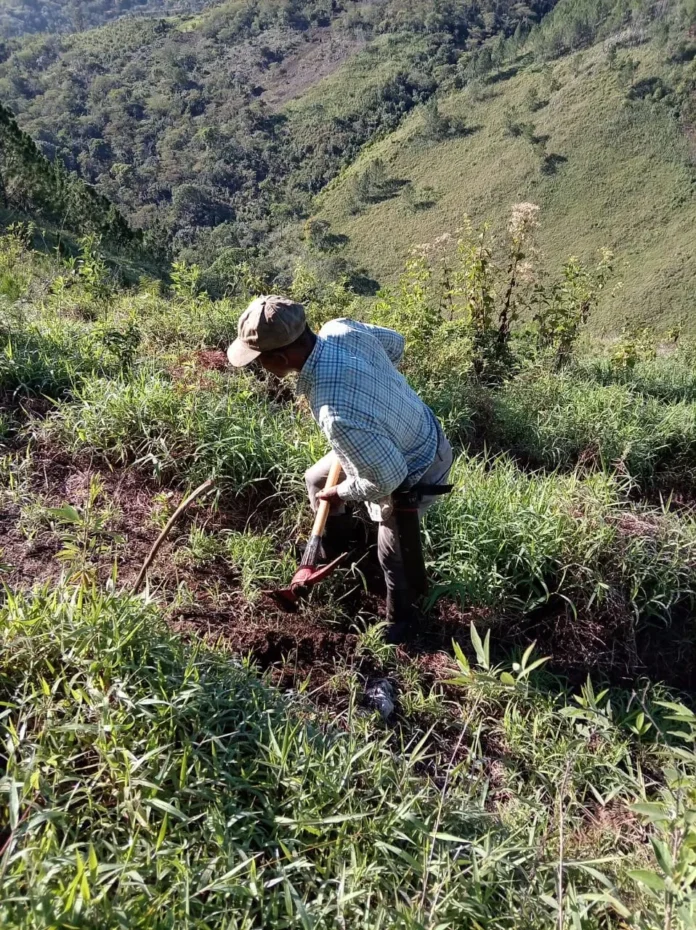 Reforestación nacional con más de 14 mil árboles