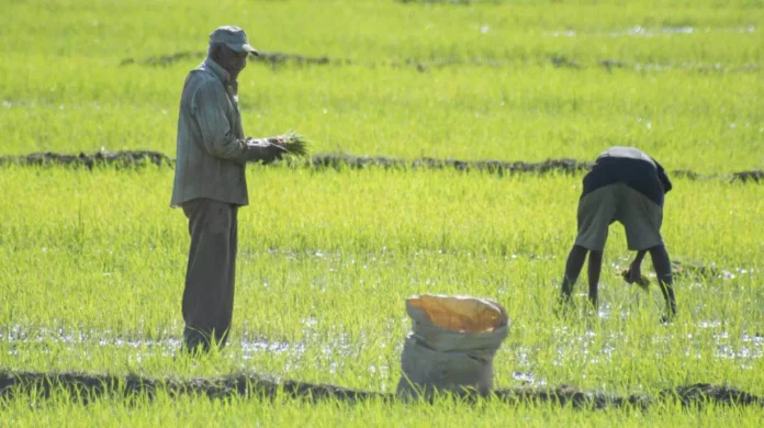 Ministro de Agricultura defiende productores de arroz.