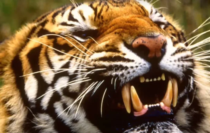 Hombre atacado por tigre en zoológico.