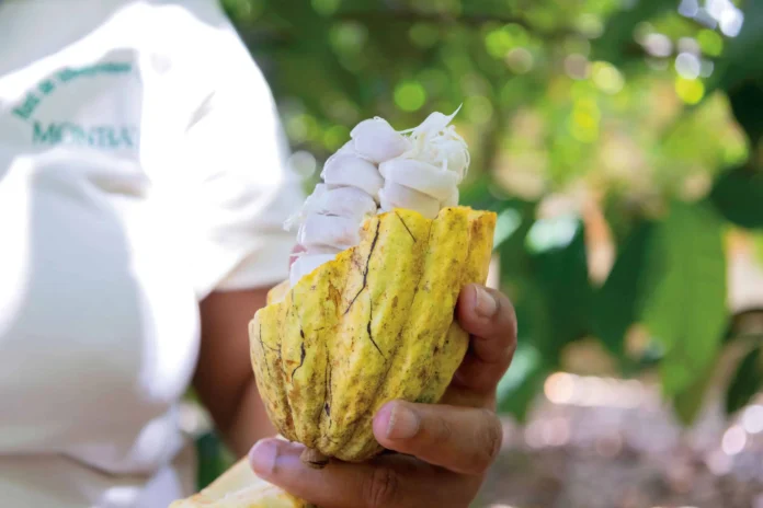 Cacao dominicano en festival de chocolate.