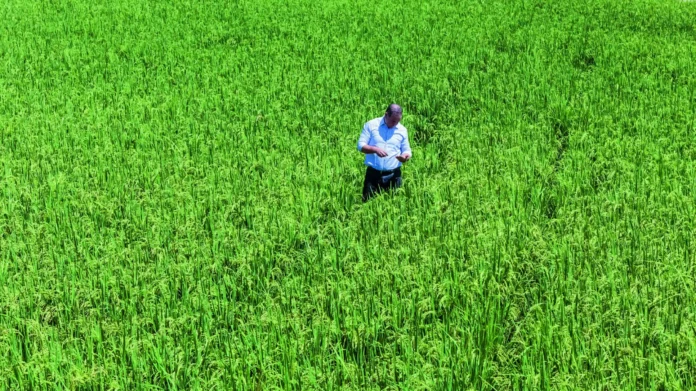 Eliminación de protección arancelaria al arroz.