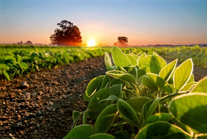 Soya sostenible para producción de proteína animal.