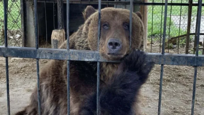 Denuncia de maltrato animal en acuario.