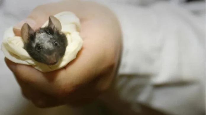 Ratones con tejido cerebral humano integrado.
