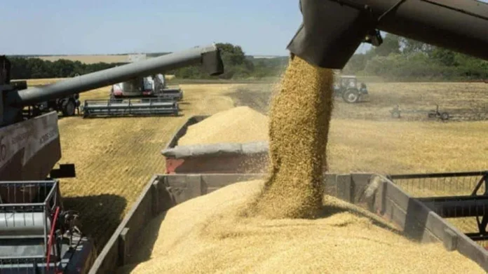 Soya, insumo clave en alimentación animal.
