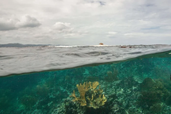 Colapso de ecosistemas coralinos globales.
