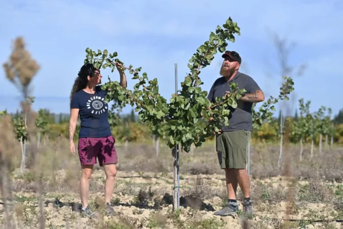 Pistacheros franceses adaptándose al cambio climático.